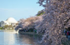 Photo credit to National Cherry Blossom Festival