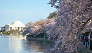 Photo credit to National Cherry Blossom Festival