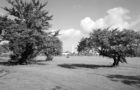 Elevation of grove looking northeast toward Washington Monument - 1910 Japanese Flowering Cherry Trees , East Potomac Golf Course, East Potomac Park, Hains Point vicinity, Washington, District of Columbia, DC