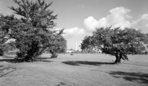 Elevation of grove looking northeast toward Washington Monument - 1910 Japanese Flowering Cherry Trees , East Potomac Golf Course, East Potomac Park, Hains Point vicinity, Washington, District of Columbia, DC