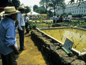 Festival participants examine taro patches enclosed by rock walls in the Hawai'i Program at the 1989 Festival of American Folklife on the National Mall. (Smithsonian)
