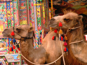 Camels survey The Silk Road site at the 2002 Smithsonian Folklife Festival held on the National Mall. (Harold Dorwin/Smithsonian)