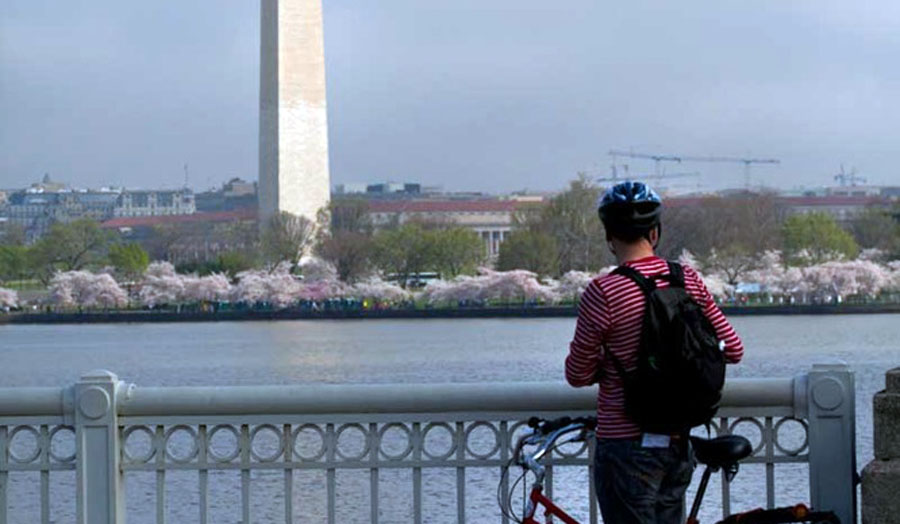 Visitor enjoys Cherry Blossoms in Washington D.C. (Courtesy National Park Service)