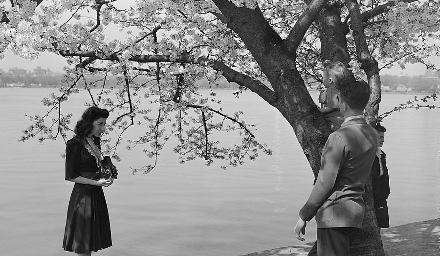 A picture of Johnny at the Cherry Blossom Festival for Grandma at Washington, D.C. (Courtesy Library of Congress)