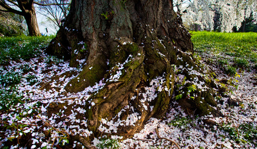 Cherry blossom petals and roots (Courtesy National Park Service)