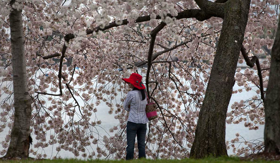 Visitor enjoys cherry blossoms. (Courtesy National Park Service)
