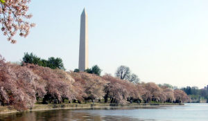 Cherry blossoms on the National Mall. (Courtesy National Cherry Blossom Festival)