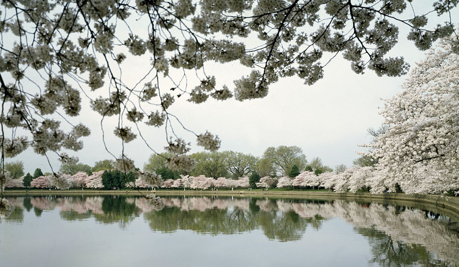 Washington Tidal Basin at spring Cherry Blossom Festival time, Washington, D.C. (Courtesy Library of Congress)