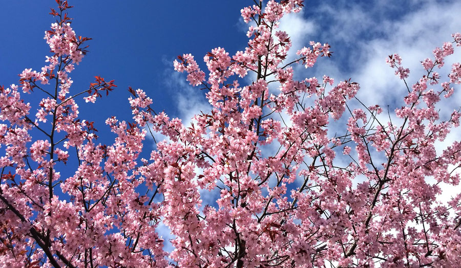 Cherry blossoms