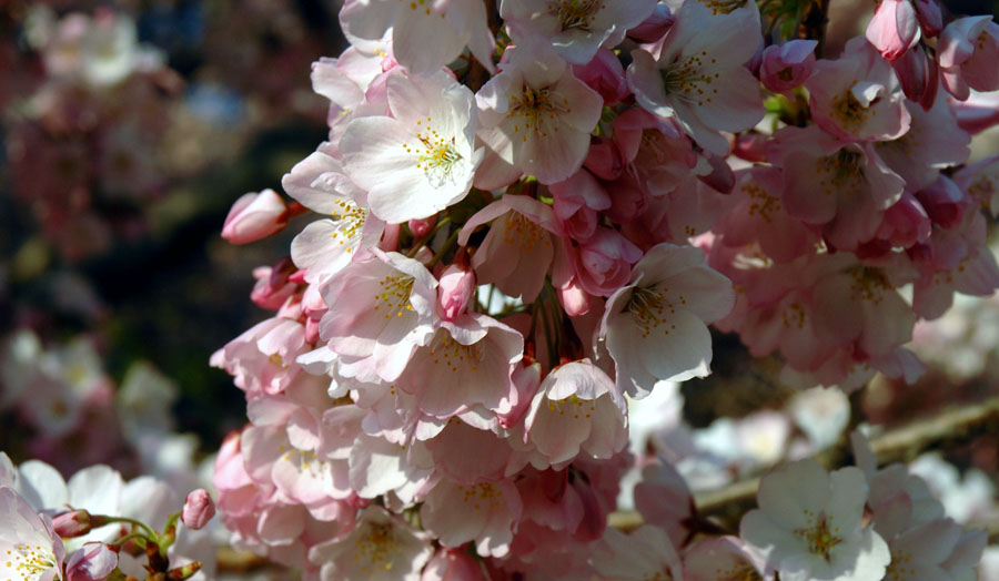 Cherry blossoms (Courtesy National Cherry Blossom Festival)