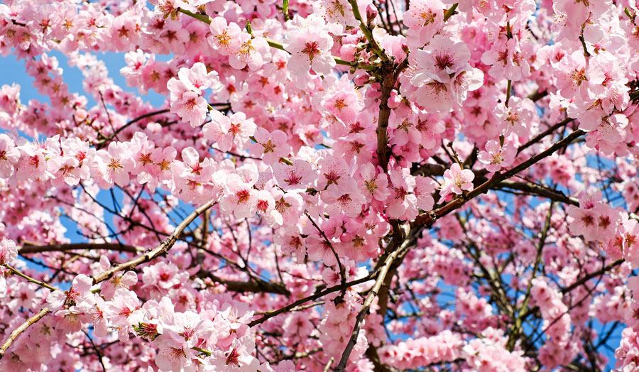 Cherry blossoms