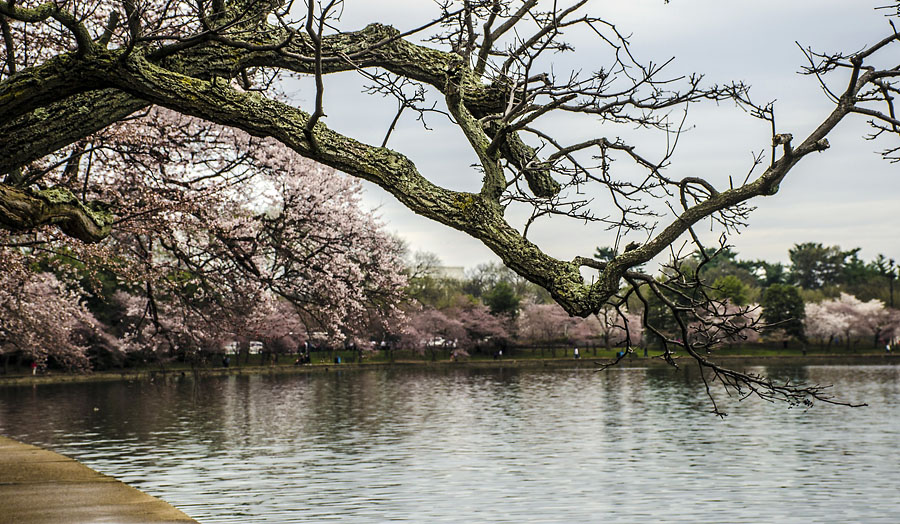 Cherry Blossoms on the National Mall.