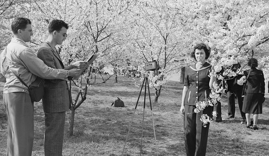 Cherry Blossom Festival, Washington, D.C. (Courtesy Library of Congress)