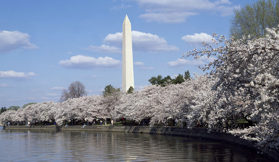 Washington Monument, seen from the Potomac Tidal Basin at Spring cherry blossom time, Washington, D.C. (Courtesy Carol M. Highsmith Archive, Library of Congress)