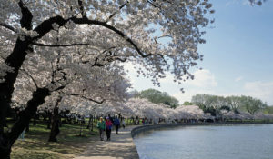 Cherry Blossoms around the Tidal Basin in Washington, D.C. (Courtesy Carol M. Highsmith Archive, Library of Congress)
